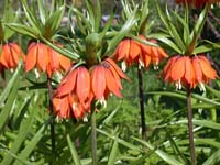 Рябчик императорский   Fritillaria imperialis 